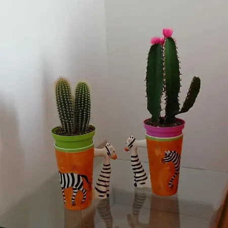 Alishome Centre-beach-ariston-casino