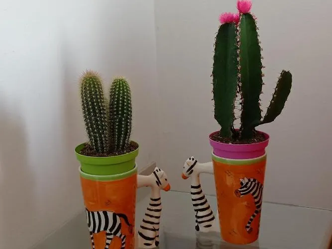 Alishome Centre-beach-ariston-casino